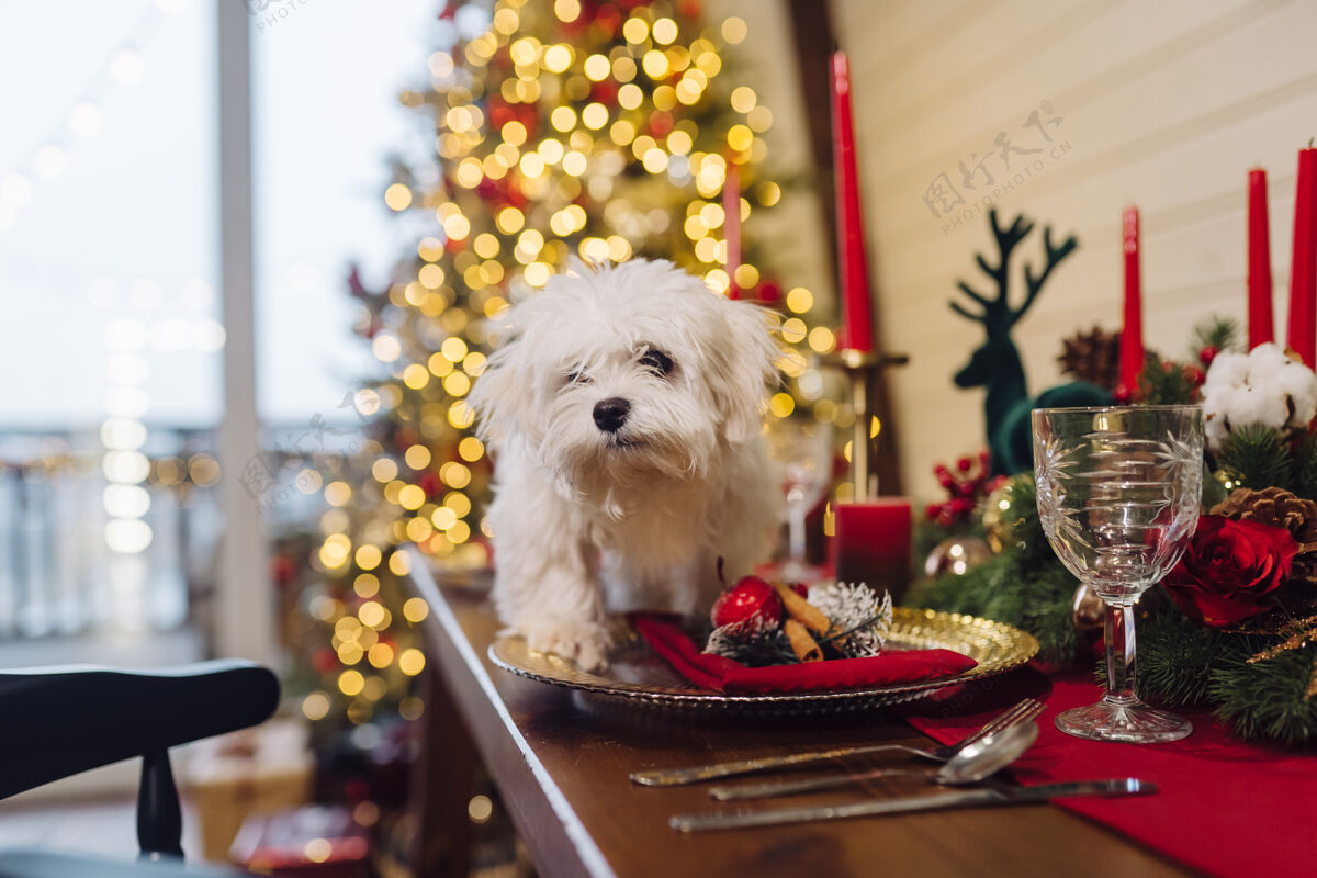 狗装饰圣诞桌上的白色小猎犬 近观观点圣诞节梗