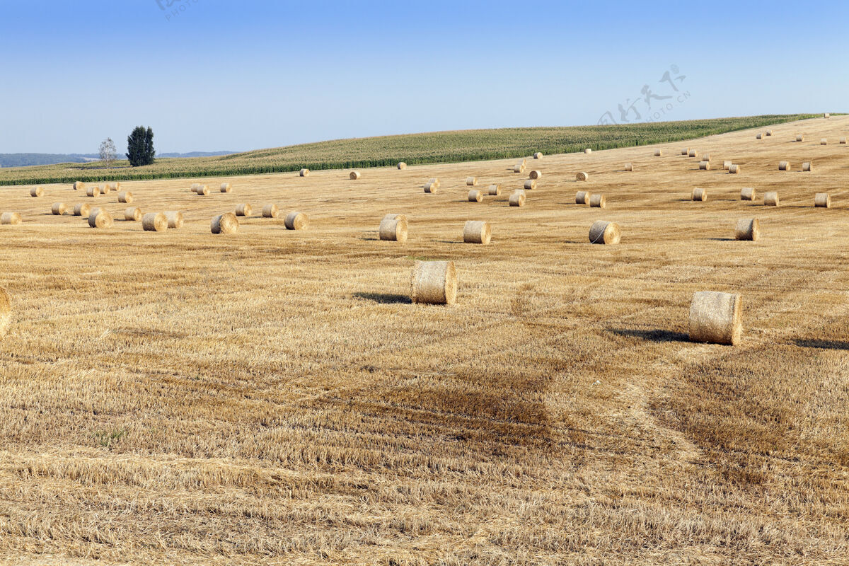 食物一块收割后躺在稻草堆上的农田割生长小麦