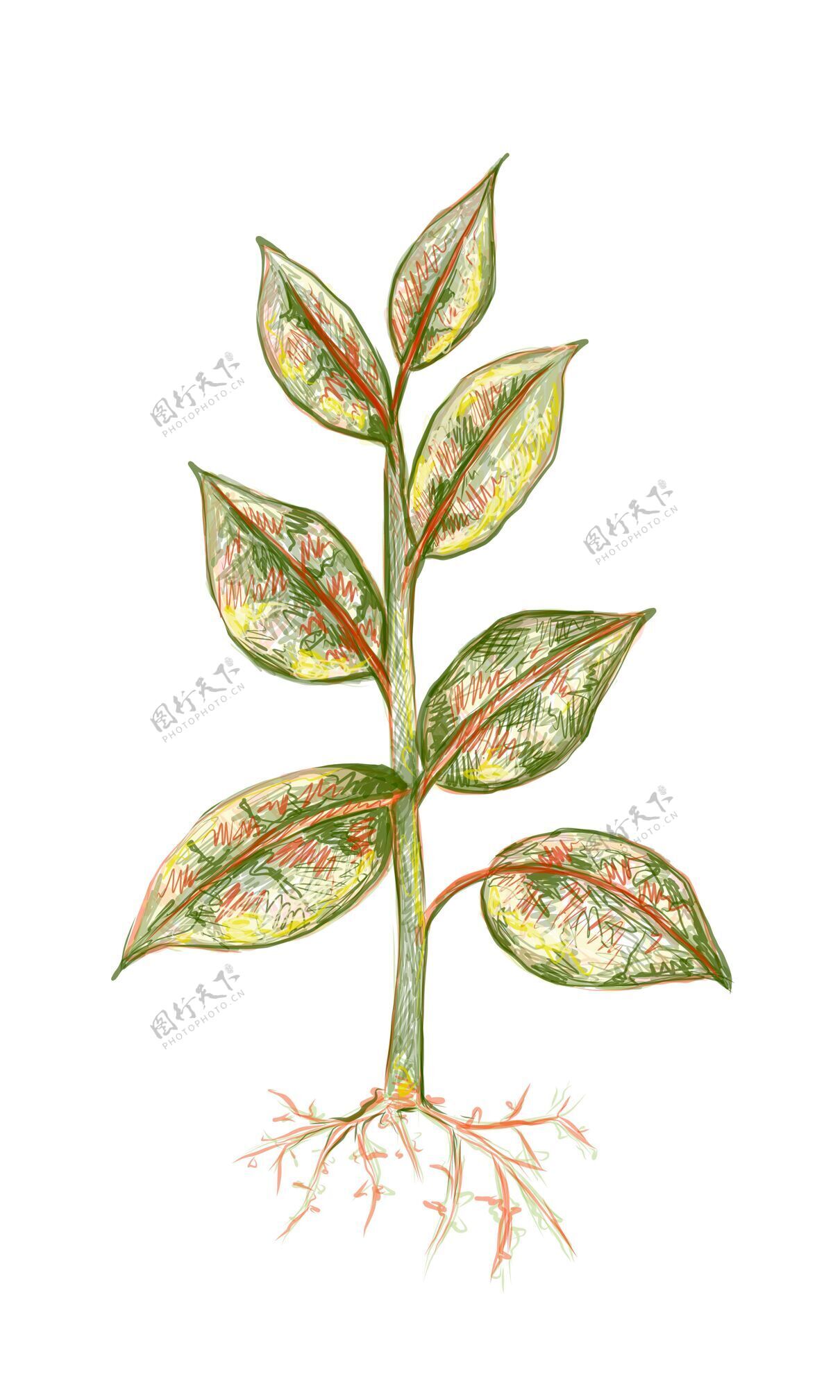 橡胶无花果或橡胶植物的插图植物常绿植物分支