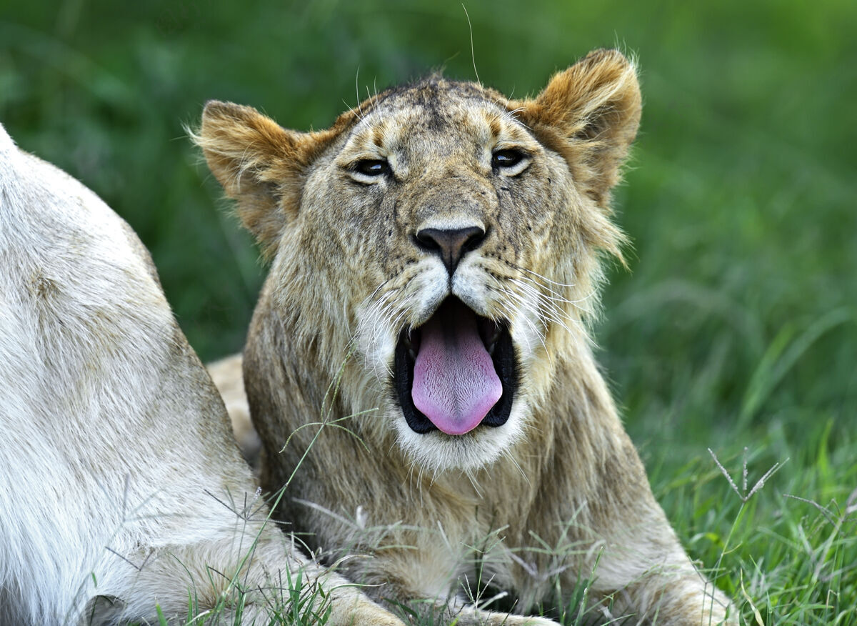 野生非洲非洲大草原上的狮子马赛马拉捕食者哺乳动物自然