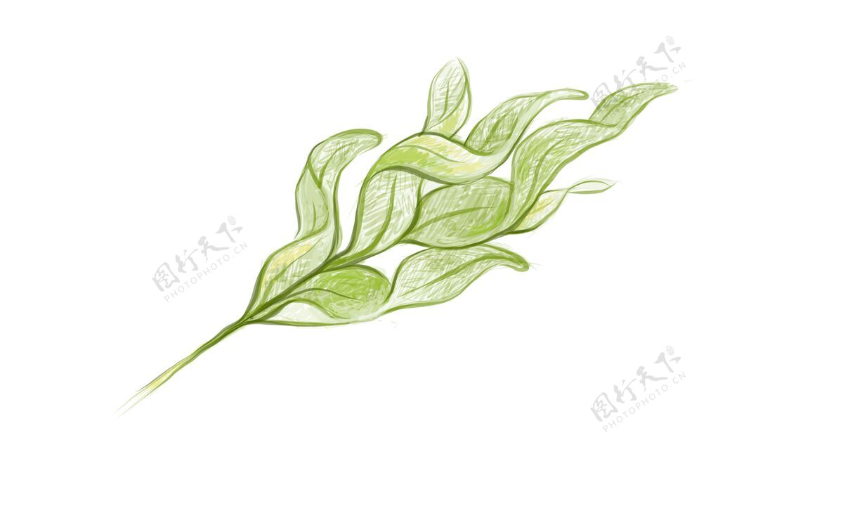 茎金蛇蕨叶的插图植物植物自然