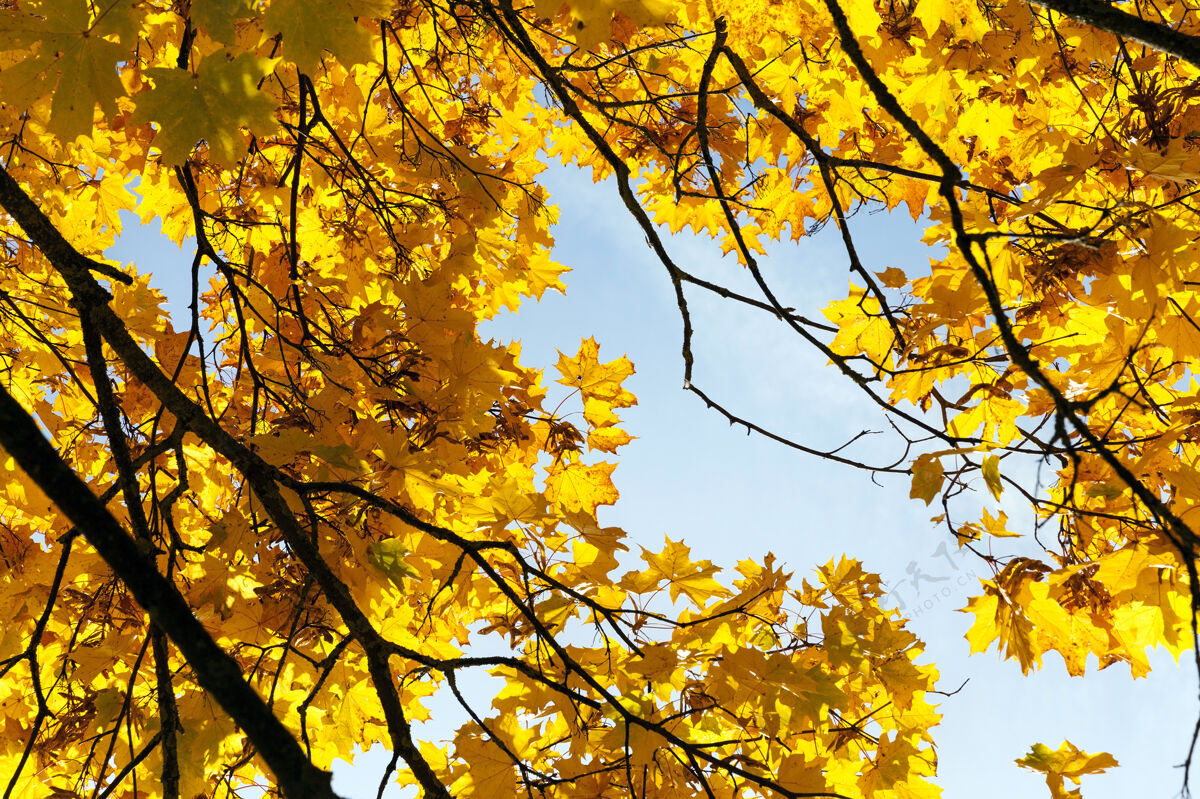 花园枫树在秋天变黄了在公园的位置风景小巷太阳