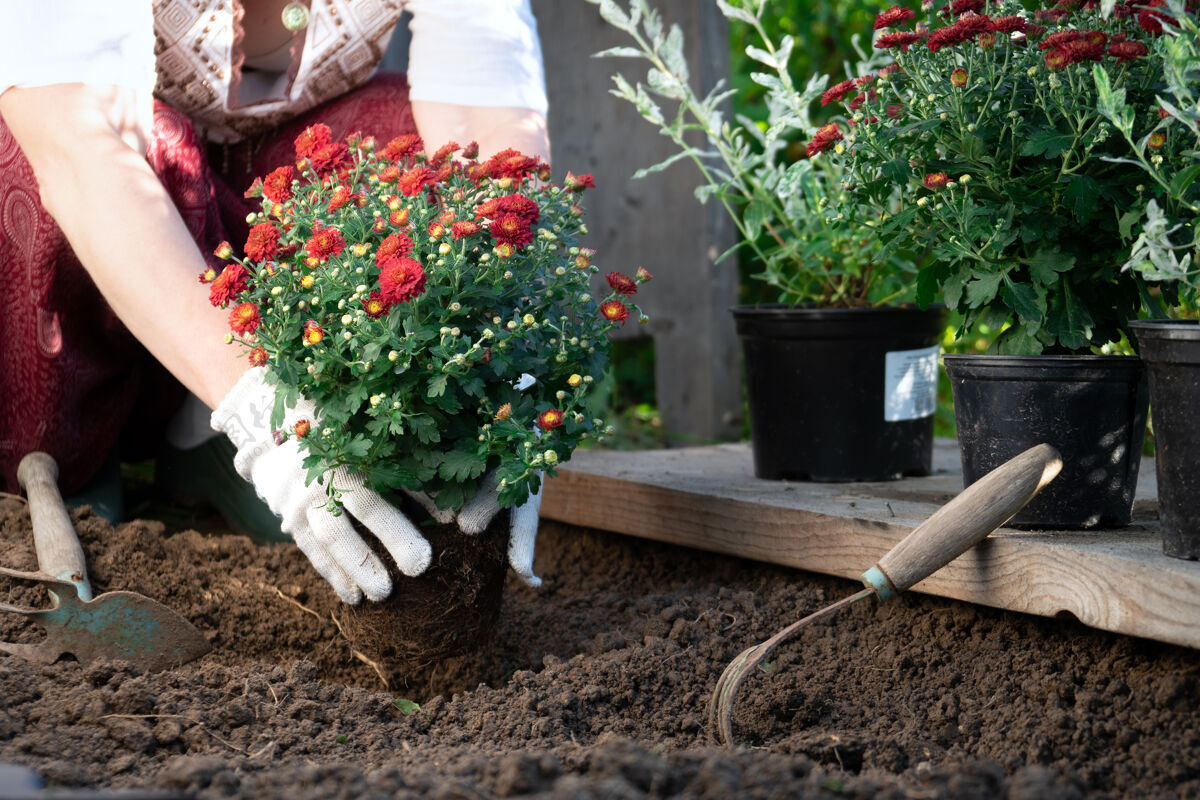 开花女园丁的手在春天或夏天在花园里种红菊花雄蕊泥土园艺