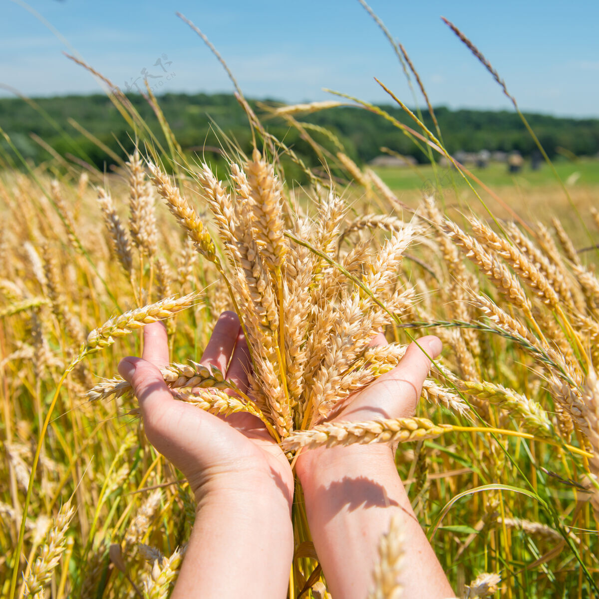 手麦田里的小麦手收获时间到了自然农村小麦