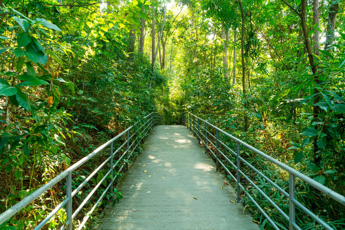 冒险走在林冠走在泰国清迈皇后植物园树春天热带