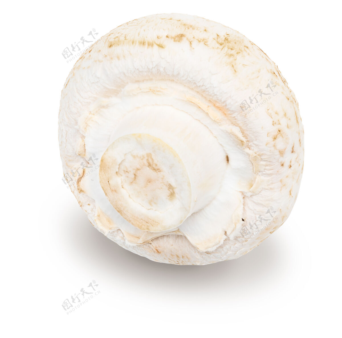 健康整个蘑菇（香菇 切脚 双孢蘑菇）和生的 孤立的在白色背景上健新鲜