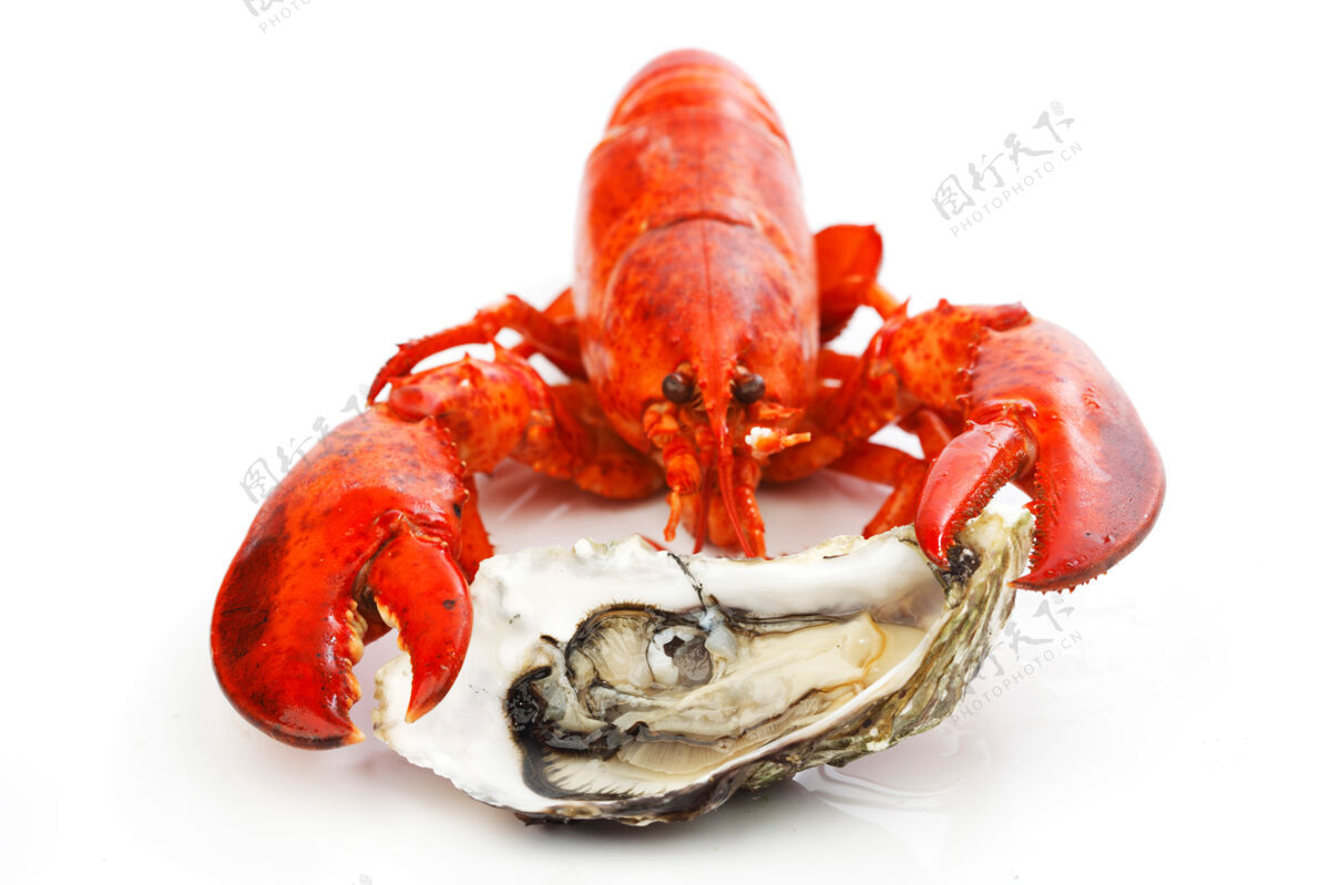 牡蛎龙虾和牡蛎被隔离在白色的表面膳食生的贻贝