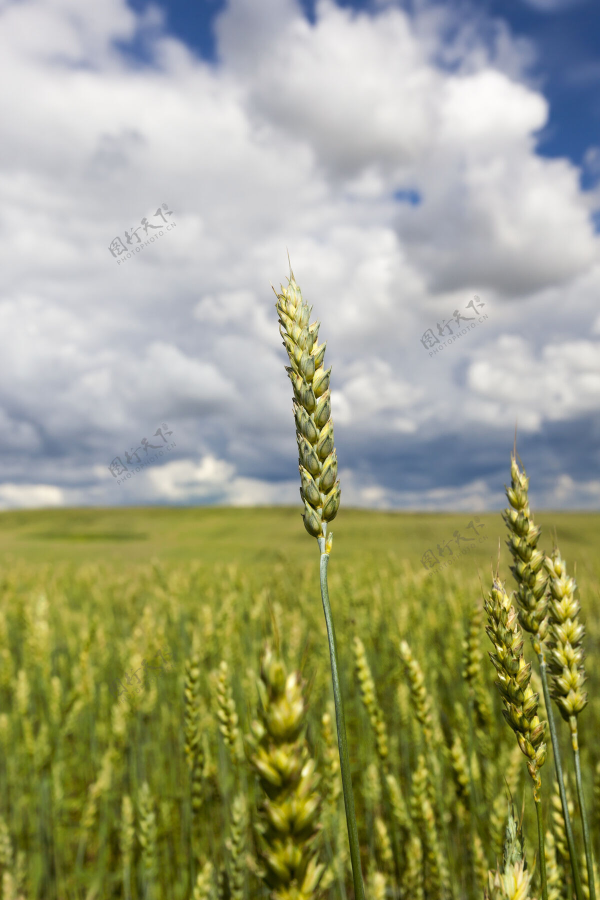 干燥多云的天气里 麦穗绿在地上 特写镜头在地上粮食特写自然