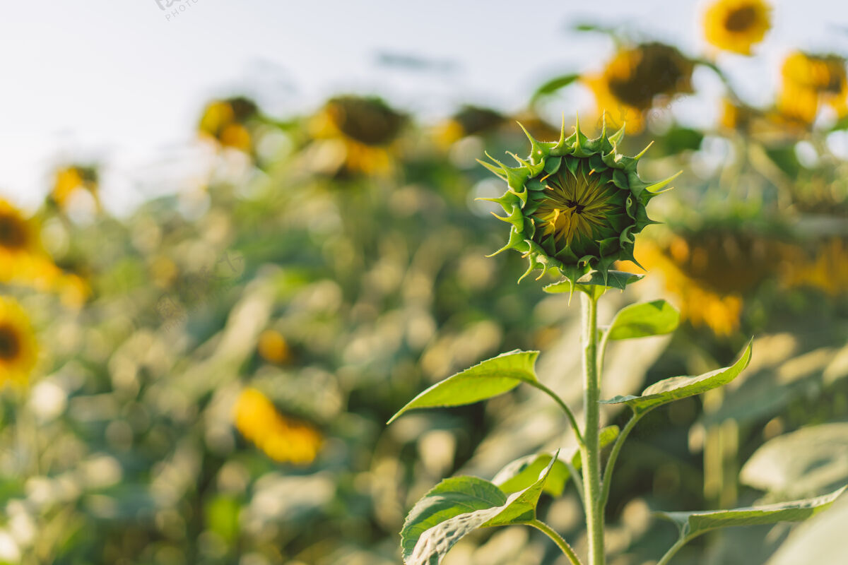 开花美丽的黄色风景向日葵农田 农业 收获向日葵种子 植物油润滑剂乡村场景