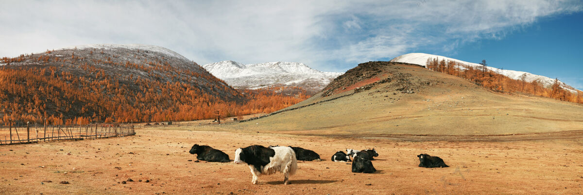 风景蒙古山牧场上的雅基雪放牧景观