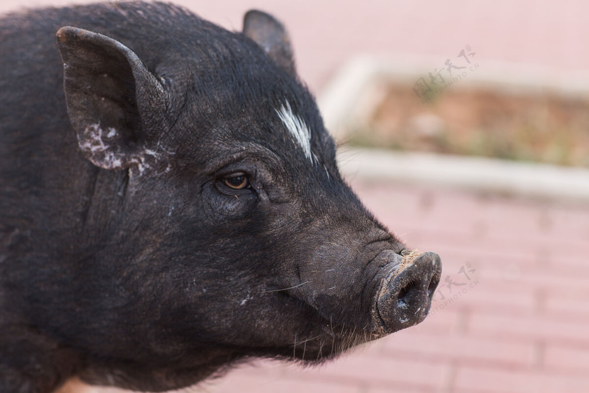 荒野野猪猪.野生动物在自然栖息地环境动物猪肉