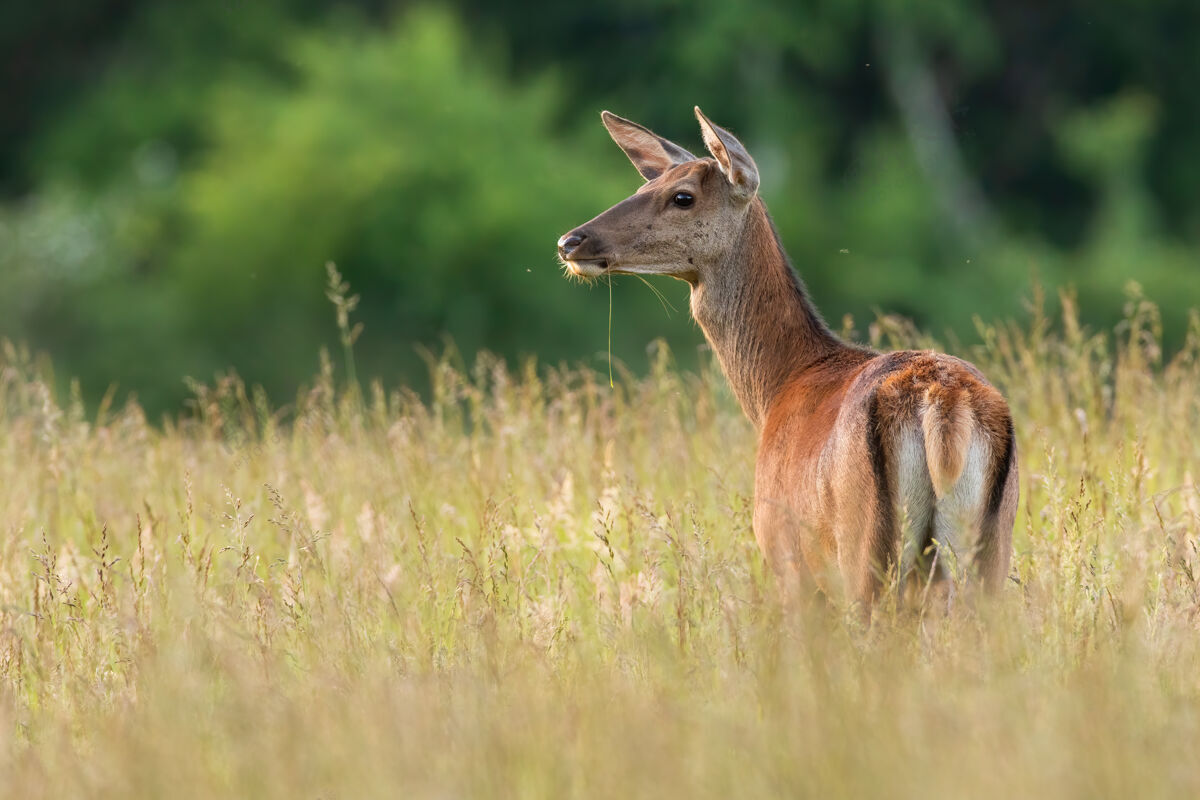 背警惕的马鹿在夏天的大自然里 在高高的草地上向一边看马鹿靠边站高