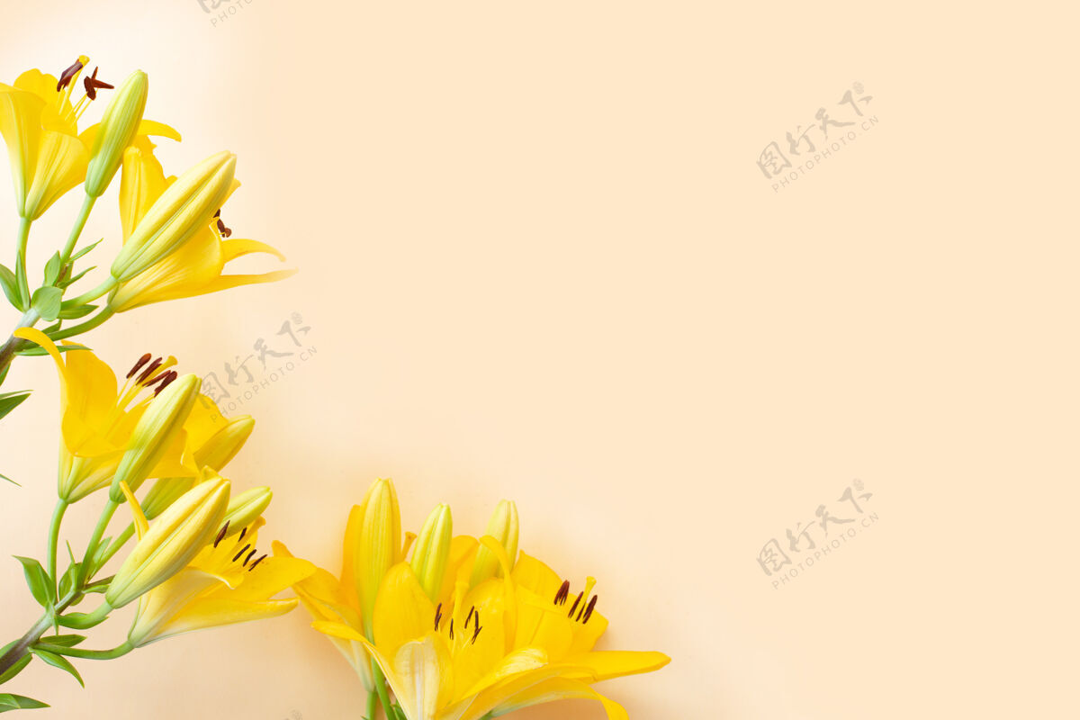 自然大黄花百合花在浅色背景上美丽开花开花