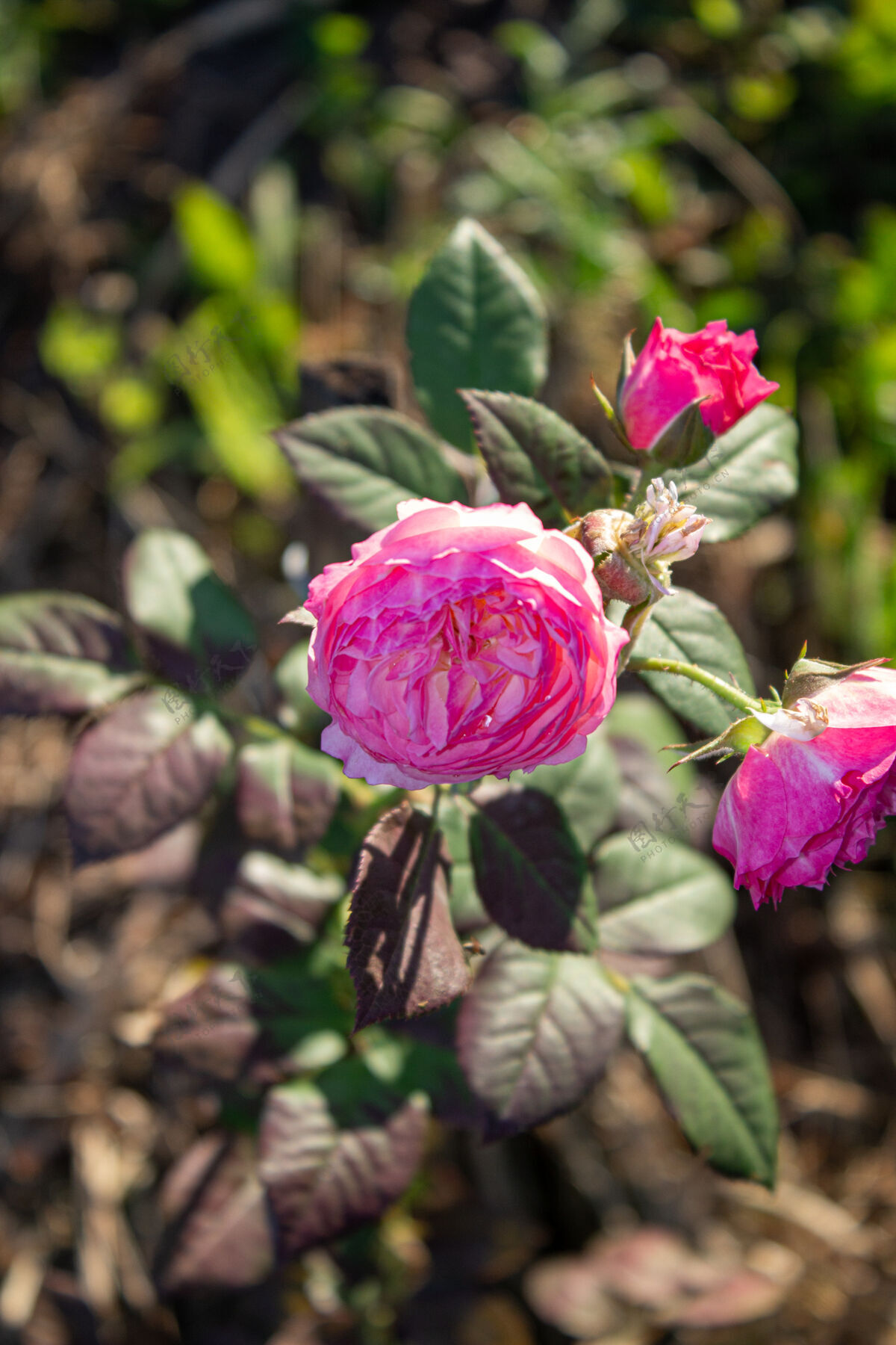 户外美丽的红玫瑰在花园里绽放花爱新鲜