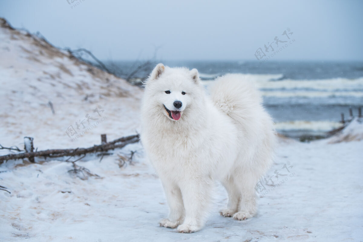 雪拉脱维亚雪海海滩上有一只漂亮的萨莫耶德白狗毛茸茸的宠物品种