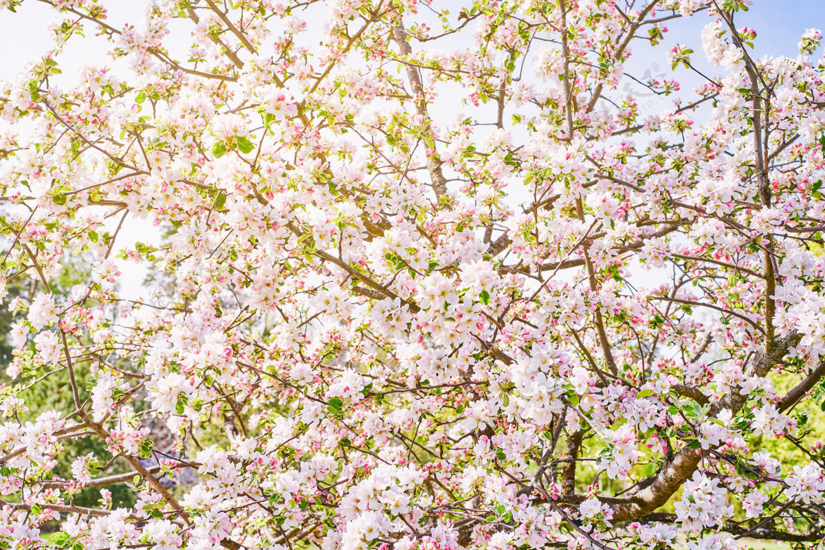 植物学苹果树枝上有白色的叶子花开春天苹果开花阳光穿过树枝枝叶水果