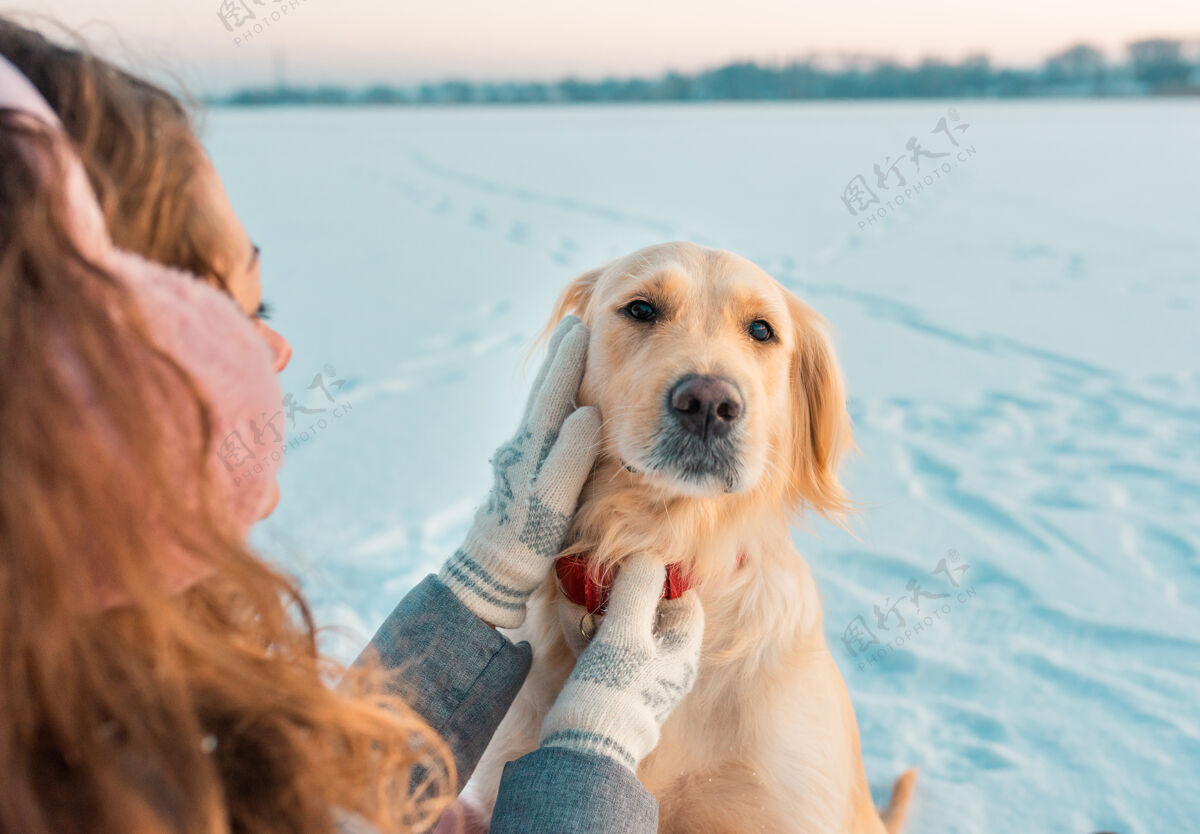 玩耍图为冬天在户外为狗戴红领的白色金色猎犬时间.国内寒冷天气里的宠物宠物肖像金毛猎犬