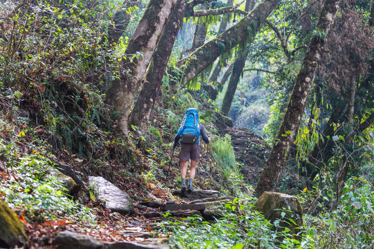 小径登山者在喜马拉雅丛林 尼泊尔 kanchenjunga地区树木徒步旅行活动
