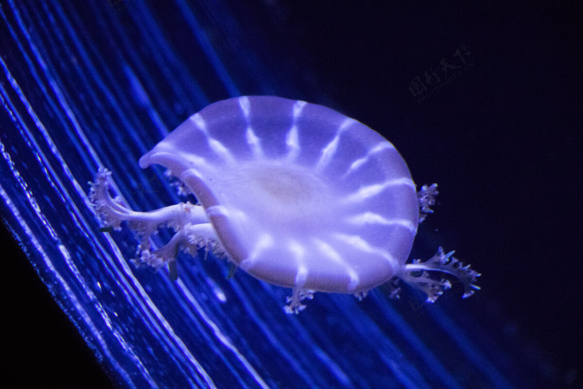 多彩水母在水下 水母 海洋动物在水中 蓝色水母生活海洋
