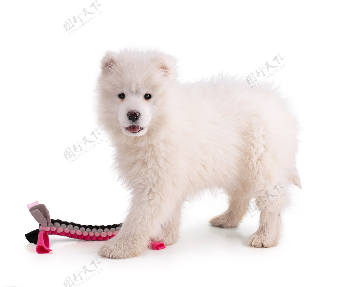 哺乳动物白墙上一只小狗的画像婴儿雪橇室内