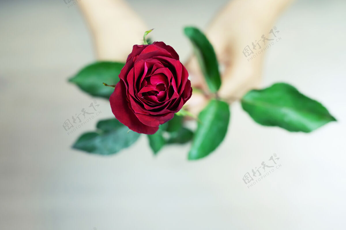 花束情人节送红玫瑰快乐抱着年轻