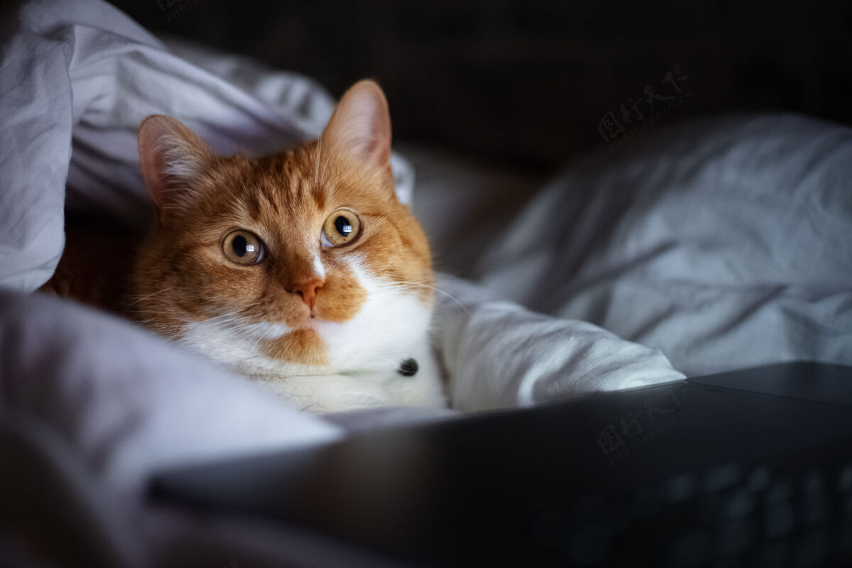 可爱家里黑暗的房间里 红白猫躺在床上 手提电脑的画像毯子视频笔记本电脑