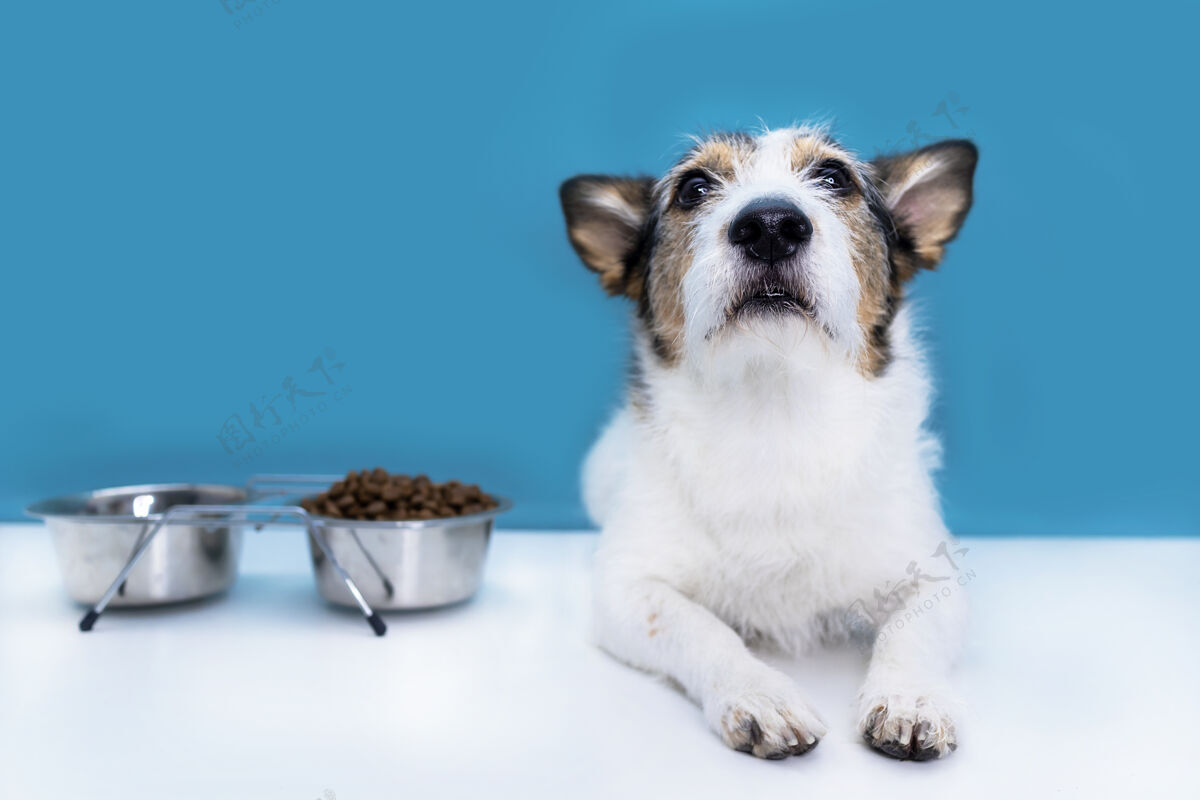 罗素一只动物的肖像 一只狗躺在他那碗干粮旁边 一个严肃的看 那个宠物正在吃食物碗食物营养