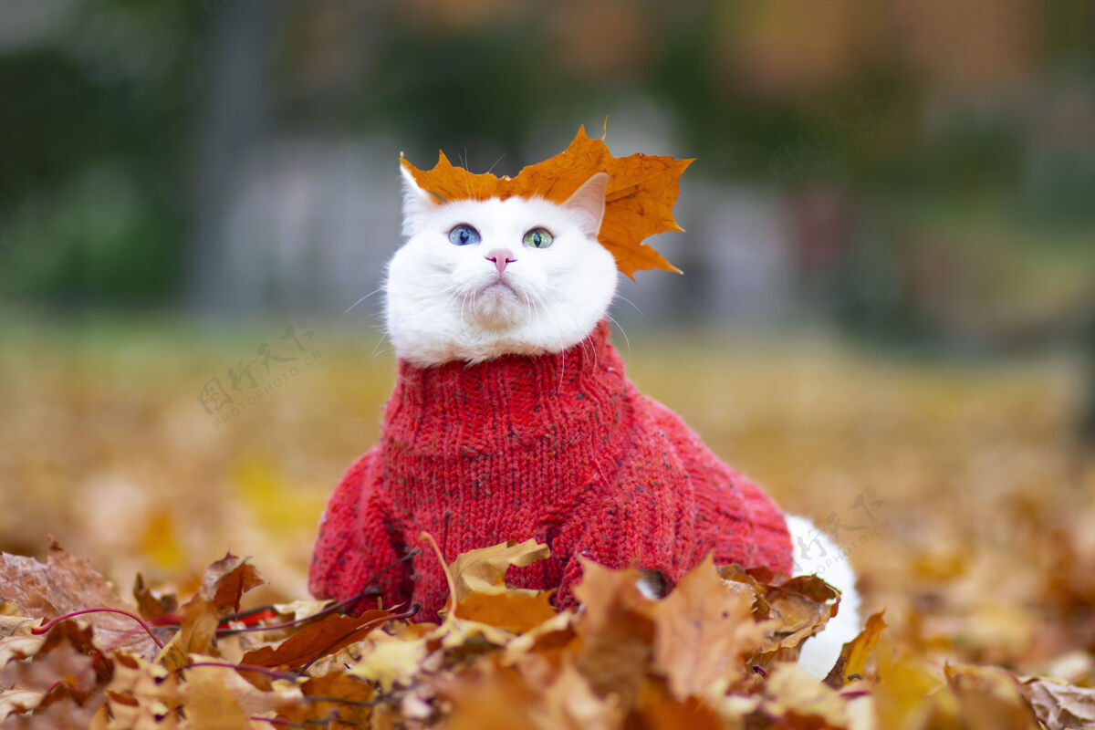 美丽有趣的白猫 多色的眼睛坐着在秋天公园的树叶里日安街上穿着毛衣的动物公园秋天心情宠物在红色和黄色的枫叶中玩耍秋天散步脸