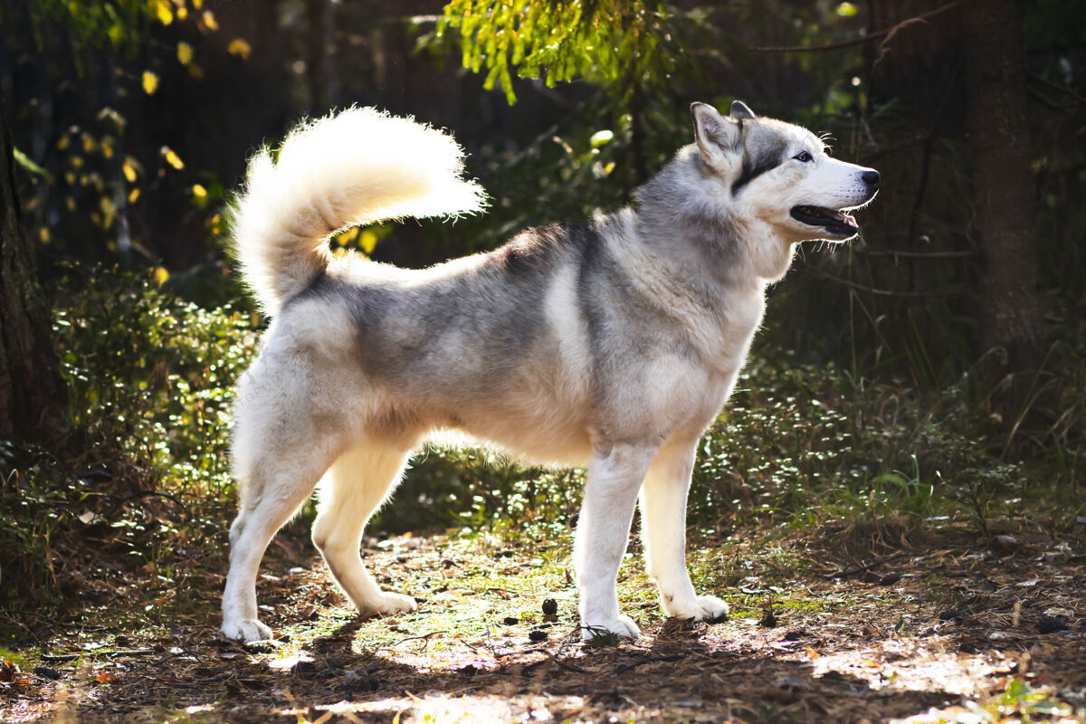 朋友狼一样的哈士奇 充分成长的背景下加拿大森林 北方狗帅气狗加拿大