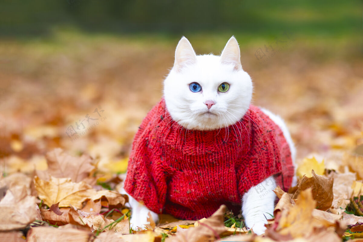 脸严肃的白猫 多色的眼睛坐着在秋天公园的树叶里日安街上穿着毛衣的动物公园秋天心情宠物在红色和黄色的枫叶中玩耍可爱叶眼睛