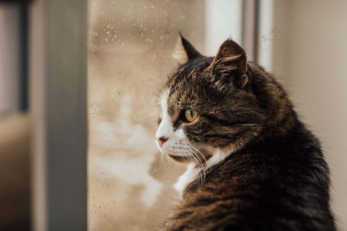 模糊一只猫坐在附近窗户雨滴在窗玻璃上雨滴彩色宠物