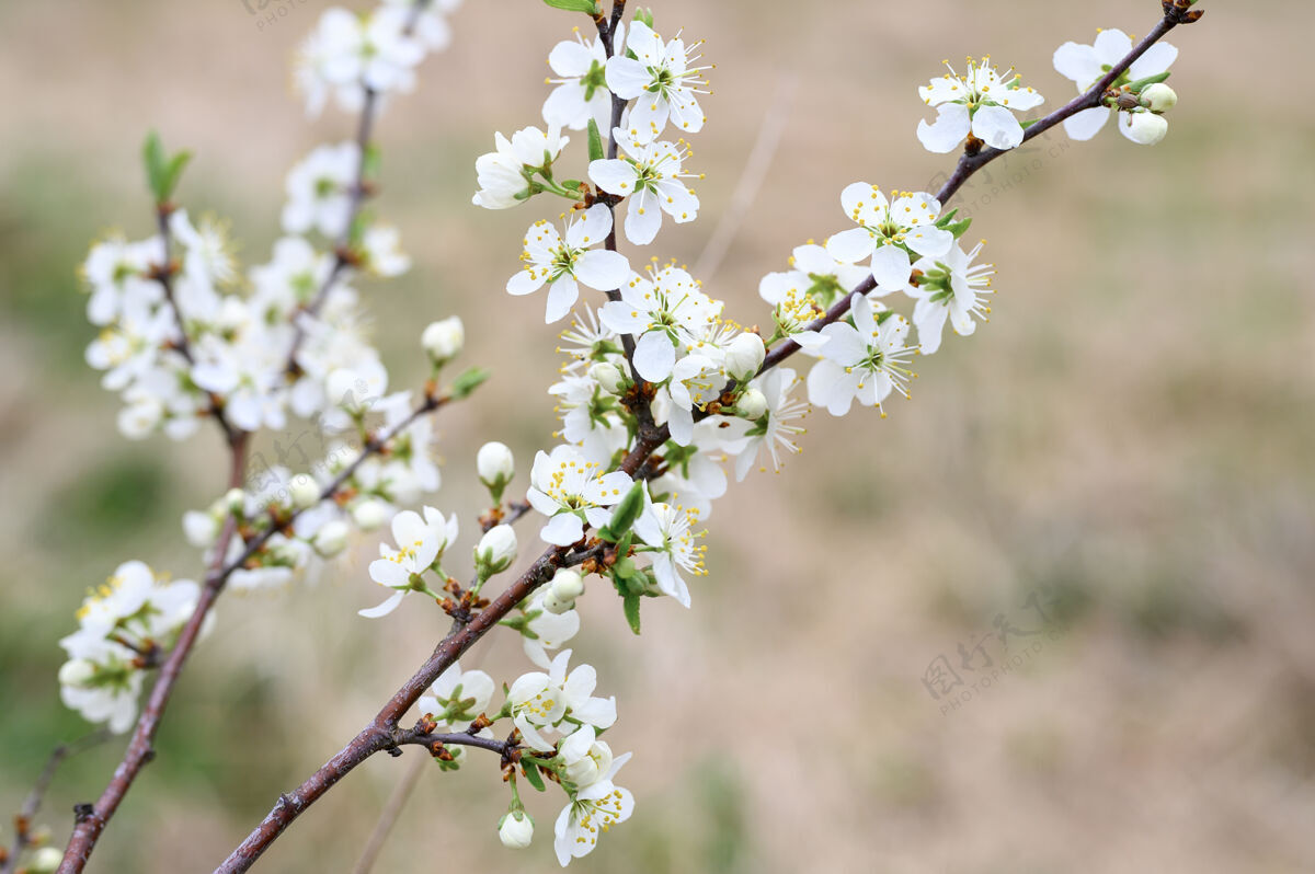 小枝李子在大自然的早春开白花场景地面早期