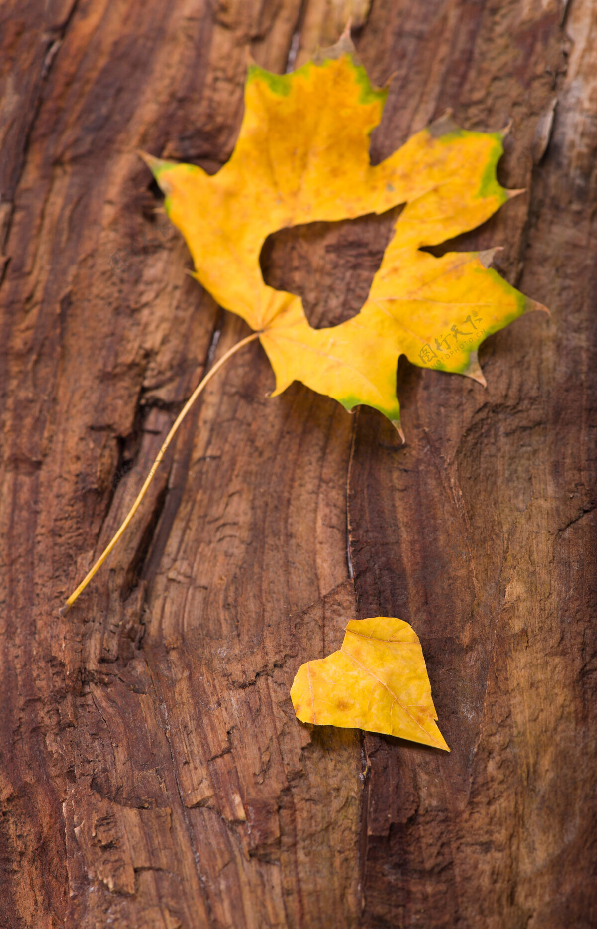 十月在木制背景上用秋叶做成的五颜六色的心枫树树金