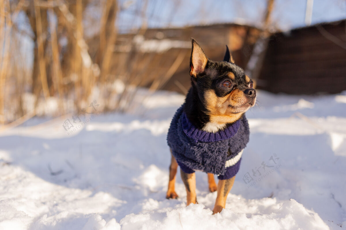 寒冷奇瓦瓦在花园里散步雪吉娃娃穿着冬天的衣服在雪上自然狗衣服