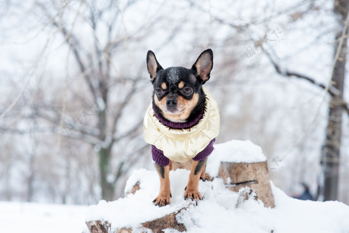 血统寒风中的小狗夹克冬天吉娃娃穿着冬天的衣服在雪上乐趣美丽头发