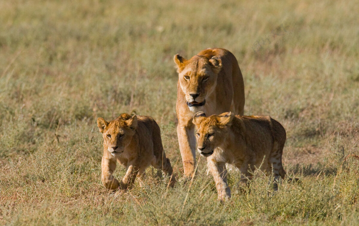 鬃毛母狮和幼崽在大草原上国家公园猫动物学