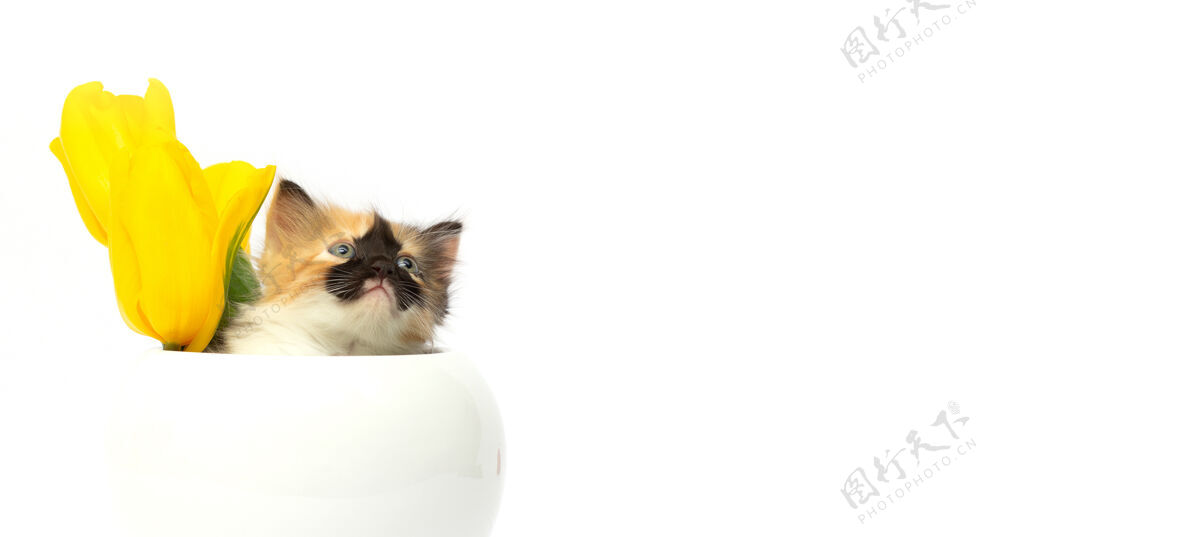 礼物可爱的小猫在罐子里 黄色的花在白色的背景上猫宝贝猫