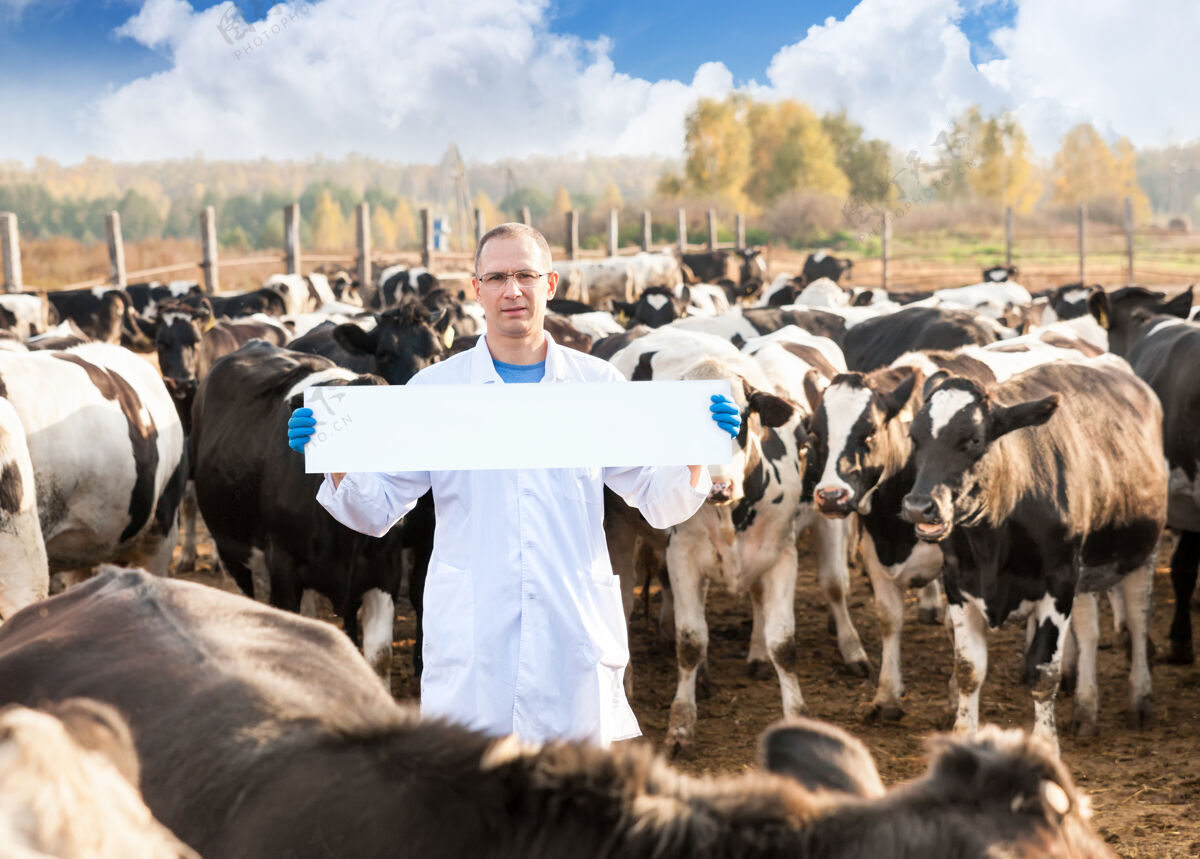 动物兽医的肖像与空白广告板或复制空间在农场奶牛牛护理医疗