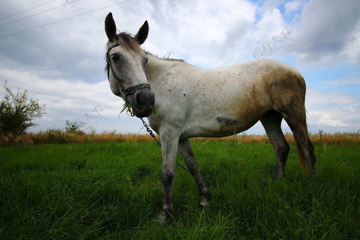 动物白马在草地上吃草放牧年轻风景