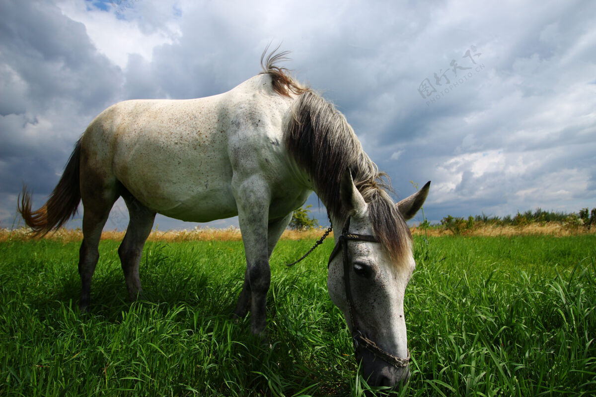 山谷美丽的白马在夏天吃草岩石动物牧场