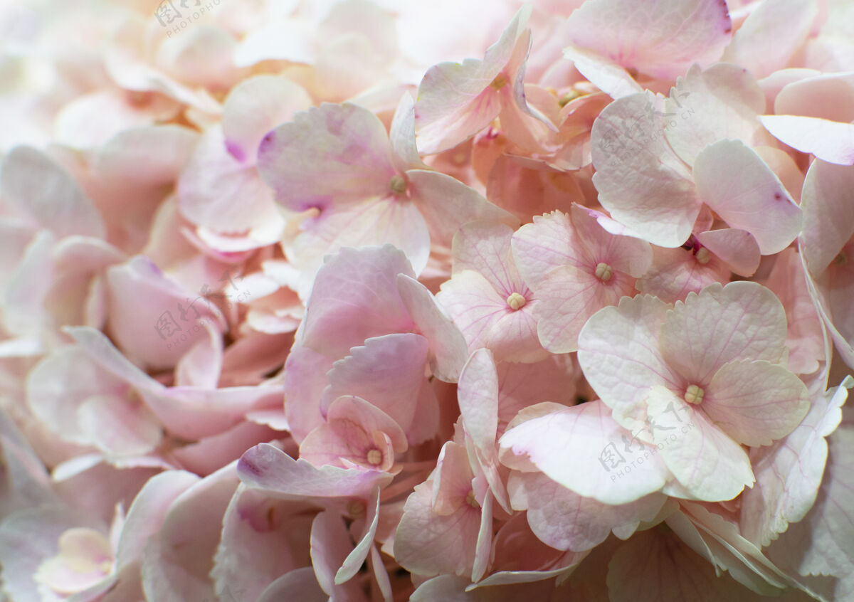 粉色花美丽绽放娇嫩粉色质感的绣球花自然特写美丽