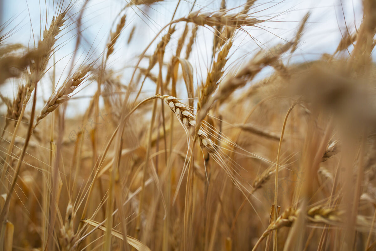 农业麦田 近距离拍摄成熟的麦穗自然生长种子场景大麦
