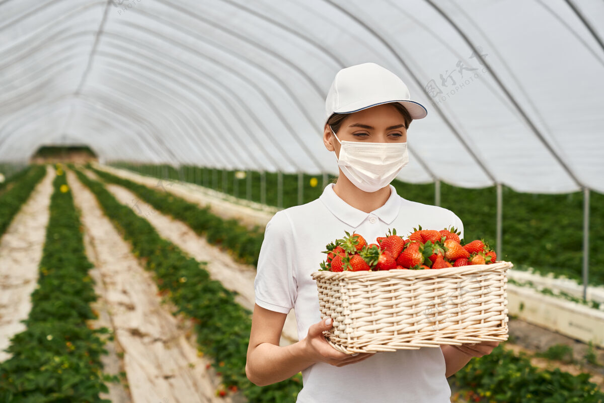 种植戴口罩的女人提着装草莓的篮子水果流行农场