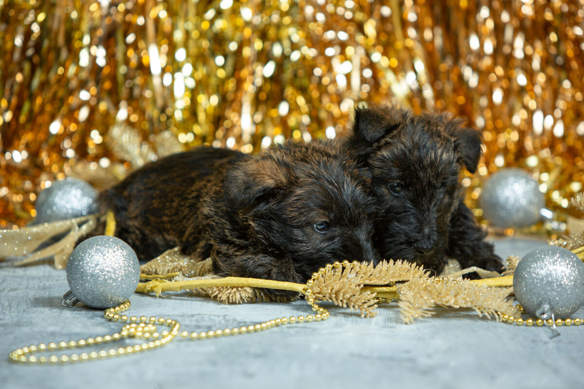 领子苏格兰梗小狗摆姿势可爱的黑色小狗或宠物玩圣诞和新年装饰看起来可爱摄影棚摄影假期的概念 节日的时间 冬天的情绪负空间玩纯种狗