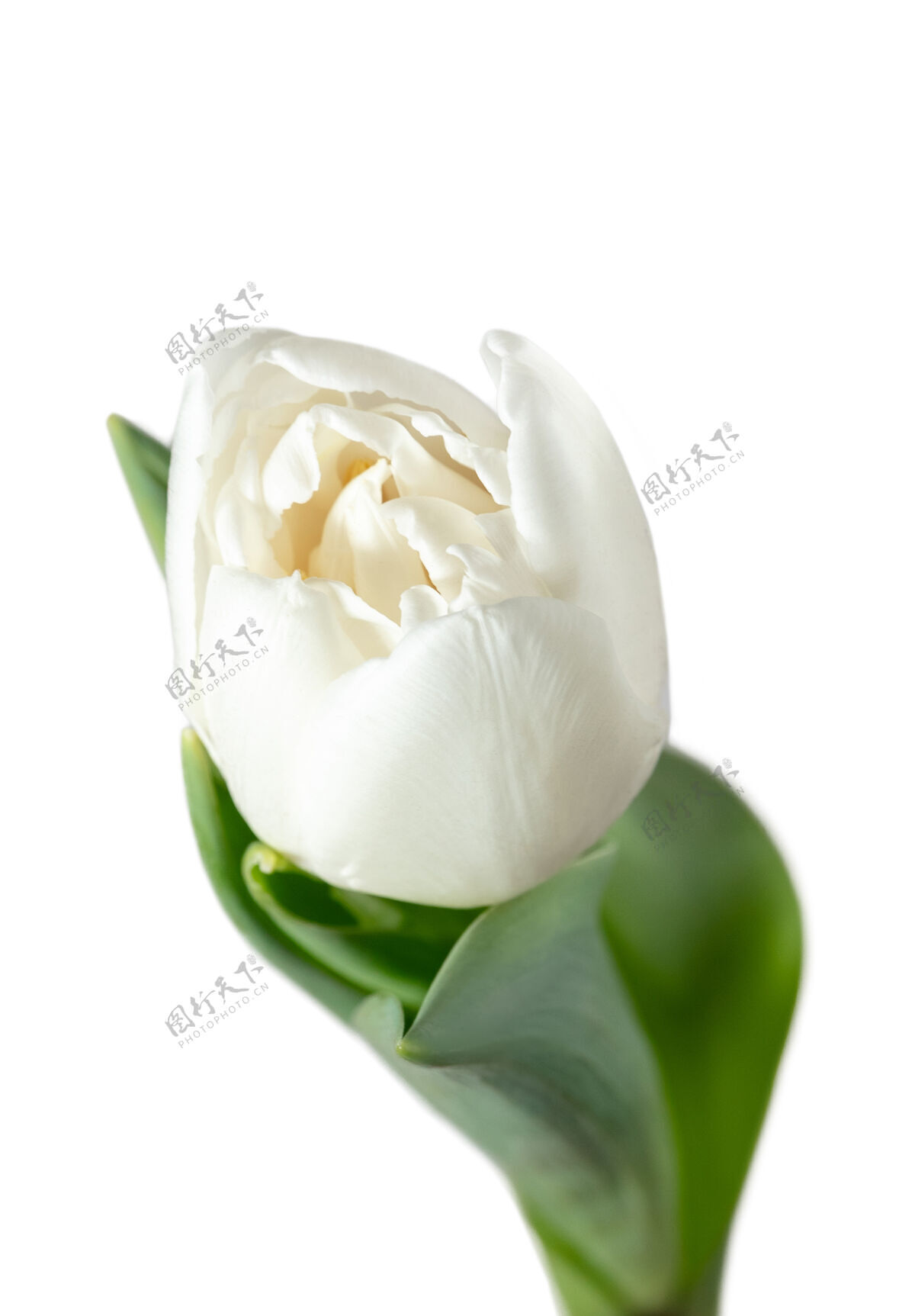 叶白色隔离在白色背景上的美丽新鲜郁金香的特写广告空间有机 花朵 春天的心情 花瓣和叶子的柔嫩和深沉的颜色华丽和辉煌爱花美丽