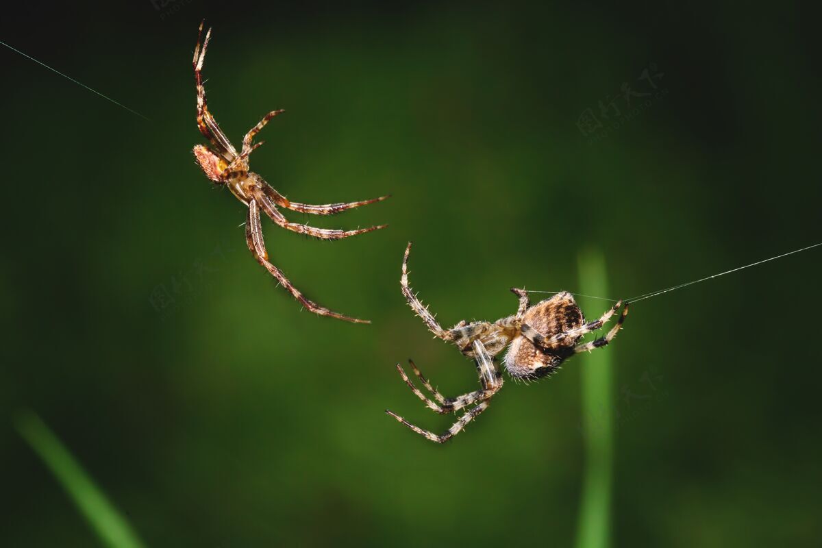 昆虫两个蜘蛛的微距照片颜色叶宏