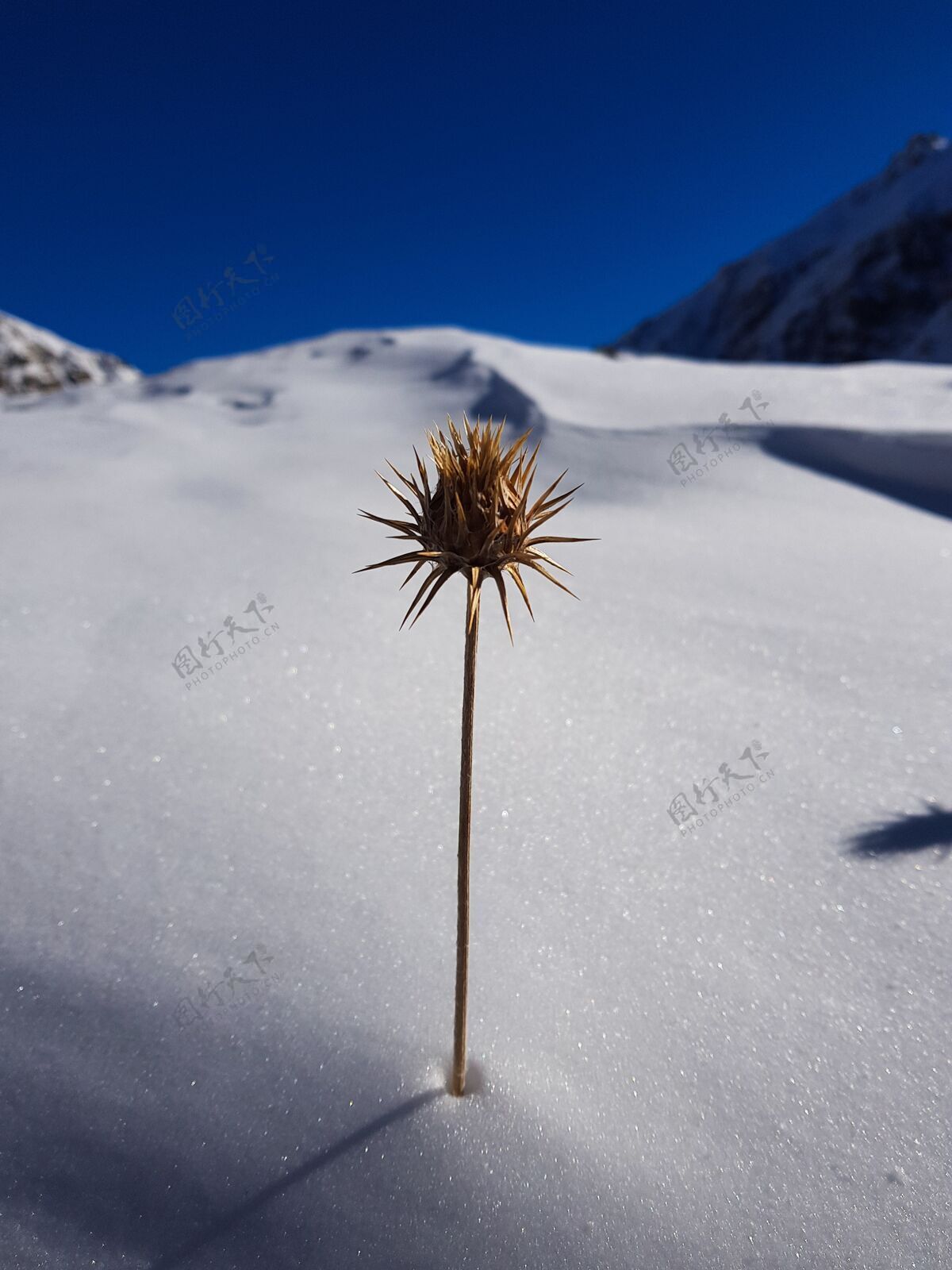 惊人特写垂直拍摄的黄色花朵与尖锐的刺在雪景奇迹山山顶