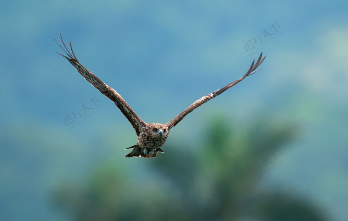 鹰飞鹰在迷离的大自然飞翔模糊动物