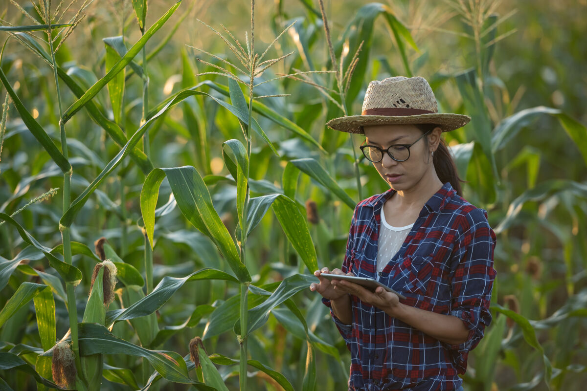 农村亚洲女农场主拿着数字平板电脑在玉米地里 美丽的晨曦在玉米地上升起绿色的玉米地在农业园里 阳光在傍晚的山景中照耀着夕阳生长农田有机