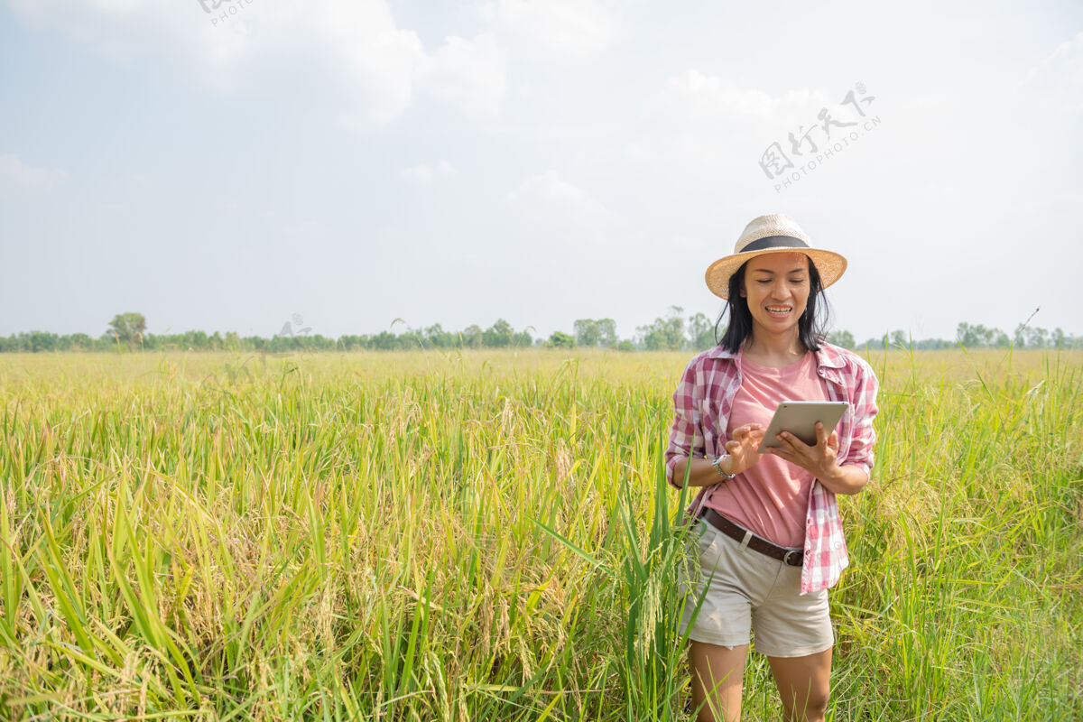 数字使用现代农业技术的智能农业亚洲年轻的女农艺师农民用数字平板电脑在稻田里使用应用程序和互联网 农民照顾她的水稻农艺师有机农业